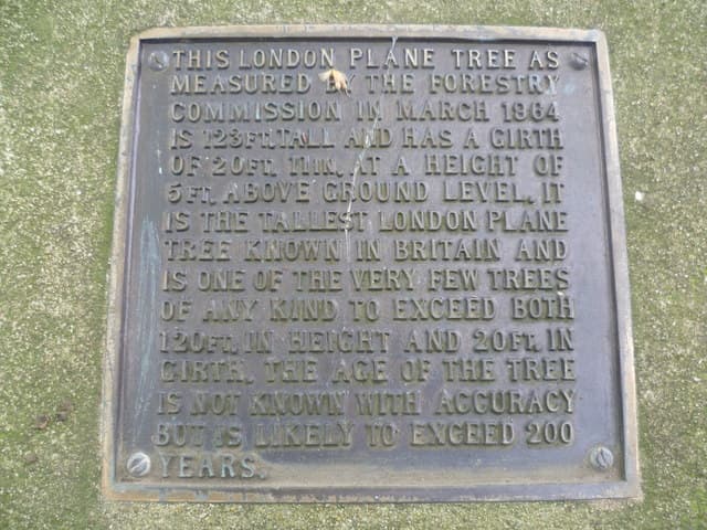 tallest London plane, Britain plaque